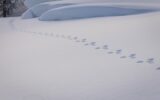 [Res Rhetorica] „Gáttehis gáddi – strandless shores: Translation as witnessing in the Sàmi novel Far inte till havet”