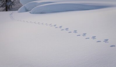 [Res Rhetorica] „Gáttehis gáddi – strandless shores: Translation as witnessing in the Sàmi novel Far inte till havet”
