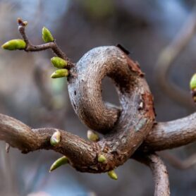 Tom 13 Nr 1 (2026): Retoryka zreinterpretowana/ Rhetoric reinterpreted