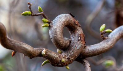 Tom 13 Nr 1 (2026): Retoryka zreinterpretowana/ Rhetoric reinterpreted