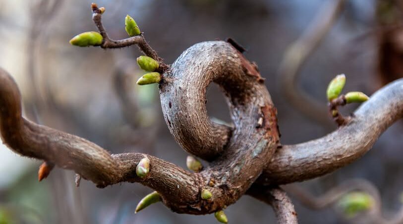 Tom 13 Nr 1 (2026): Retoryka zreinterpretowana/ Rhetoric reinterpreted