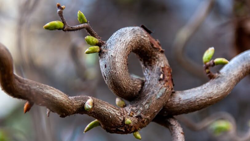 Tom 13 Nr 1 (2026): Retoryka zreinterpretowana/ Rhetoric reinterpreted